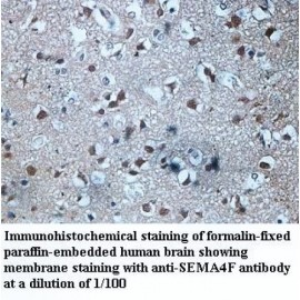 SEMA4F Antibody