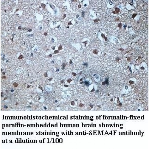 SEMA4F Antibody