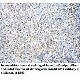 SCRN3 Antibody
