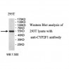 CYP2F1 Antibody