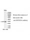 RWDD2A Antibody