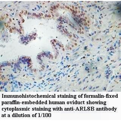 ARL8B Antibody