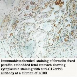 c17orf68 Antibody