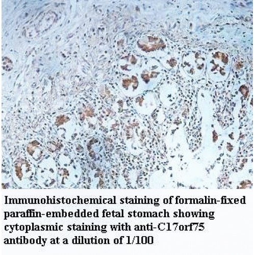 c17orf75 Antibody
