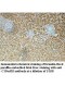 c19orf10 Antibody