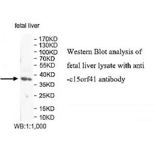 c15orf41 Antibody
