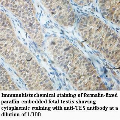 TES Antibody