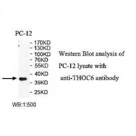 THOC6 Antibody