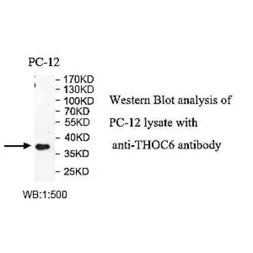 THOC6 Antibody