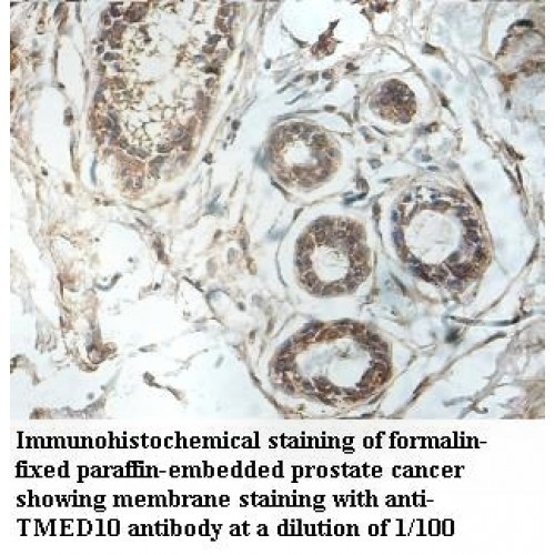TMED10 Antibody