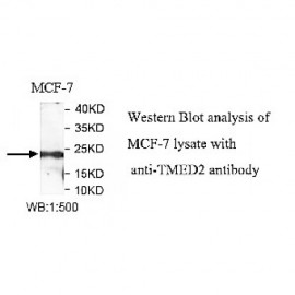 TMED2 Antibody