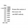 RBP3 Antibody