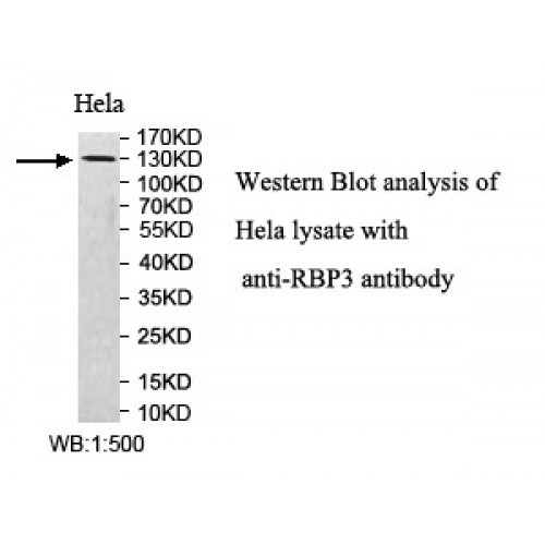 RBP3 Antibody