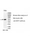RGP1 Antibody
