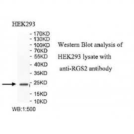 RGS2 Antibody