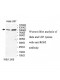 RGS3 Antibody