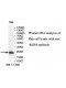 RGS4 Antibody