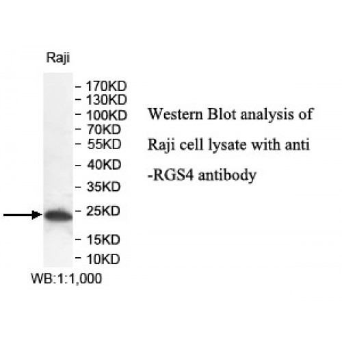 RGS4 Antibody