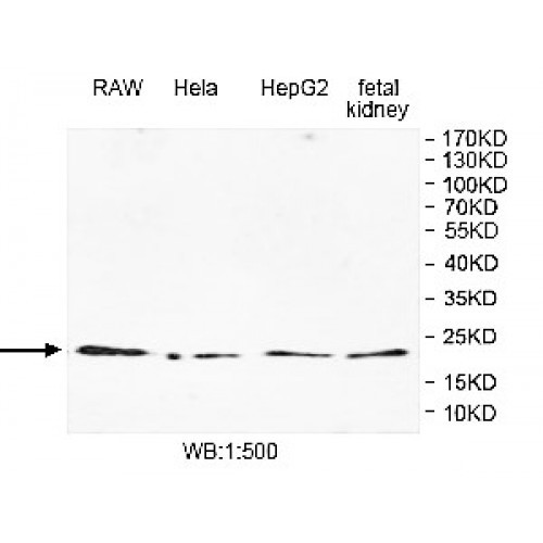 RHOH Antibody