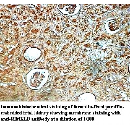RIMKLB Antibody
