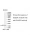 RNASEH2C Antibody