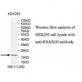 RNASEH2C Antibody