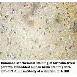 SPOCK1 Antibody