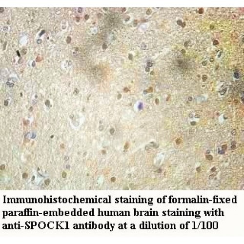SPOCK1 Antibody