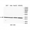 SRM Antibody