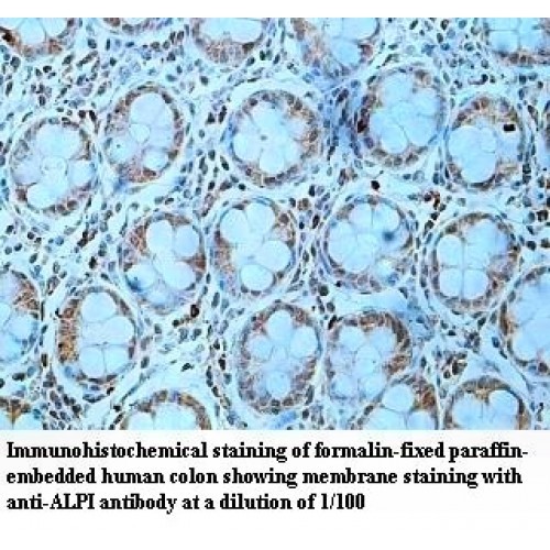ALPI Antibody