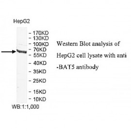 BAT5 Antibody