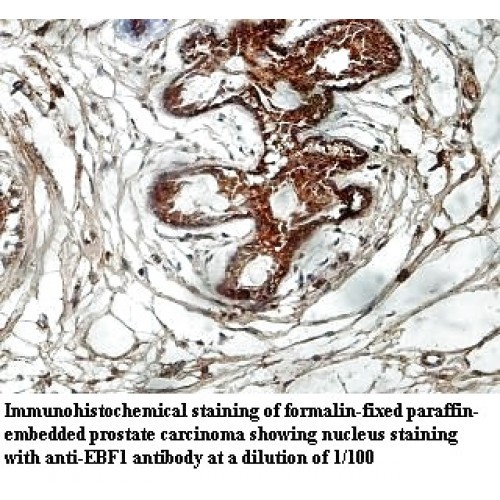 EBF1 Antibody