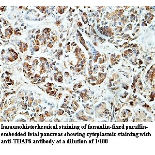 THAP6 Antibody