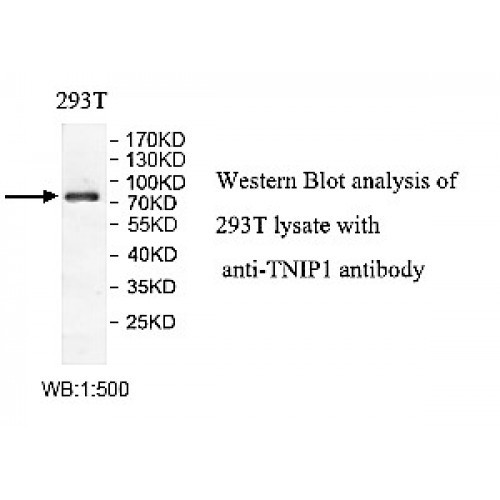 TNIP1 Antibody
