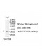 TNFAIP1 Antibody