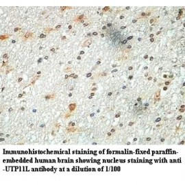 UTP11L Antibody
