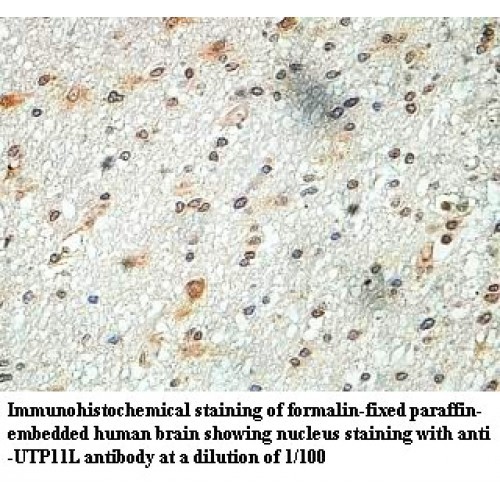 UTP11L Antibody