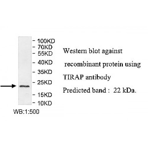 TIRAP Antibody