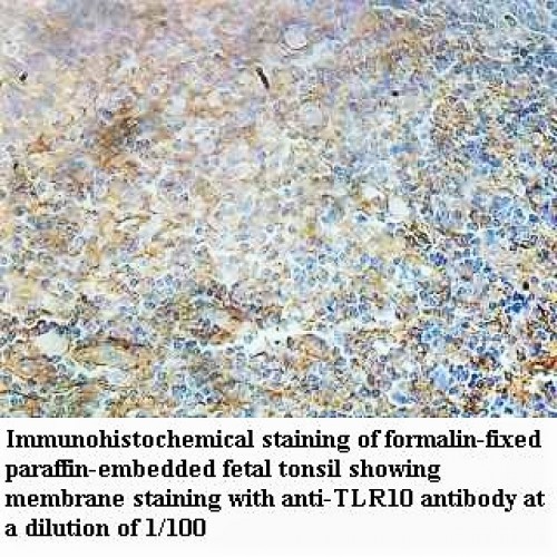 TLR10 Antibody