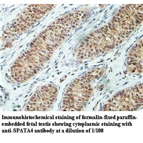 SPATA4 Antibody