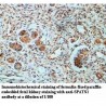 SPATS1 Antibody