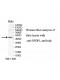 SPOPL Antibody