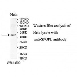 SPOPL Antibody