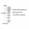 SPOPL Antibody