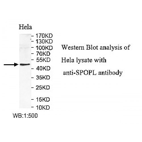 SPOPL Antibody