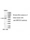 SPRYD5 Antibody