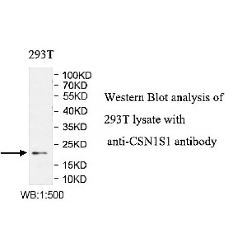 CSN1S1 Antibody