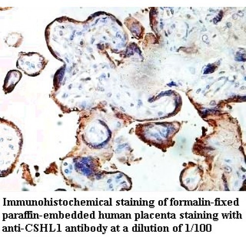 CSHL1 Antibody