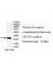 CRTAC1 Antibody