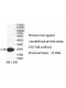 CRTAM Antibody